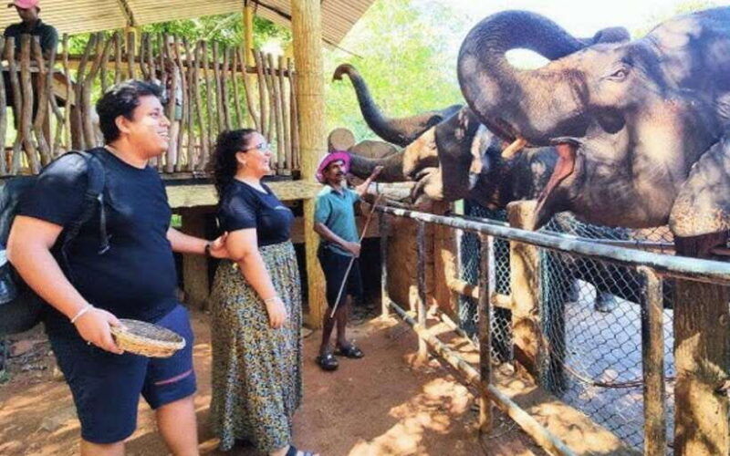 from-kandy-pinnawala-elephant-orphanage-day-trip