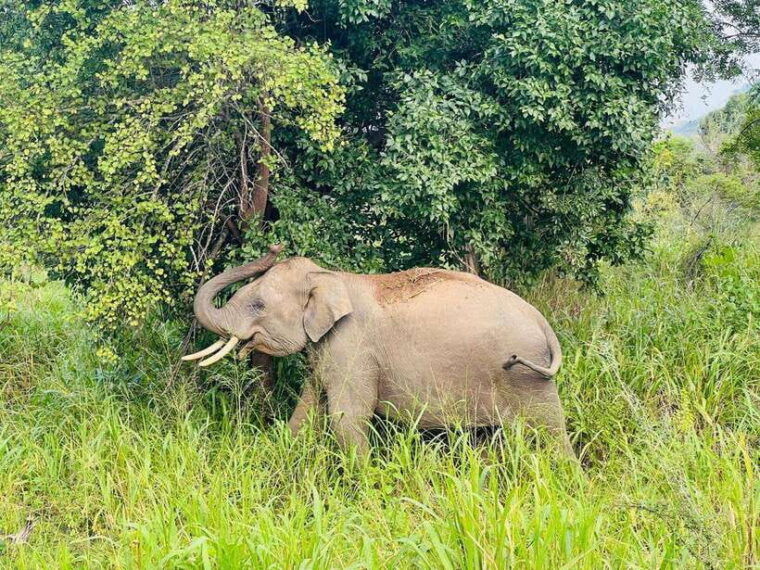 from-kandy-sigiriya-dambulla-and-polonnaruwa-day-tour