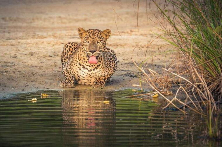 from-kandy-wilpattu-national-park-safari-with-hotel-pickup