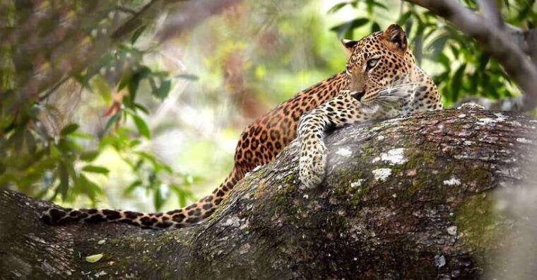 from-kandy-wilpattu-national-park-safari-with-hotel-pickup