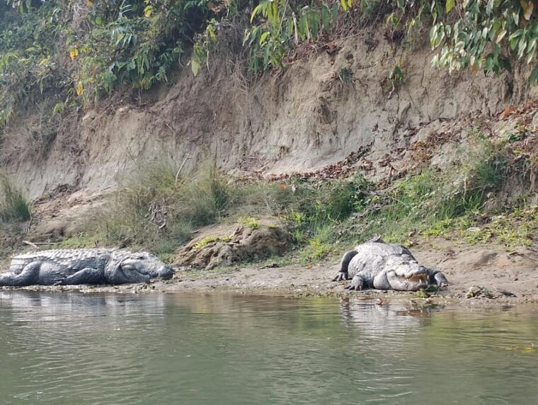 from-kathmaandu-3-day-2-night-chitwan-national-park-tour