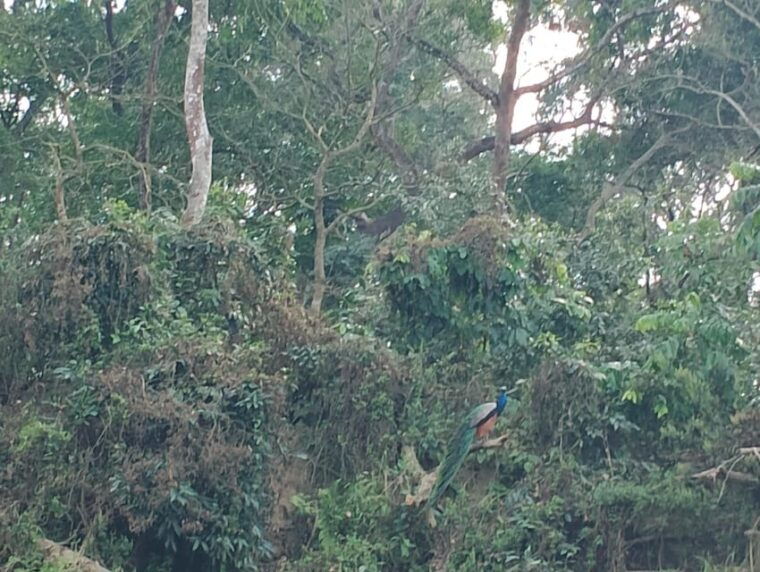 from-kathmaandu-3-day-2-night-chitwan-national-park-tour