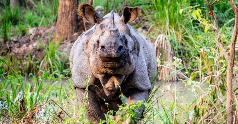 from-kathmandu-3-day-chitwan-national-park-elephants-tour