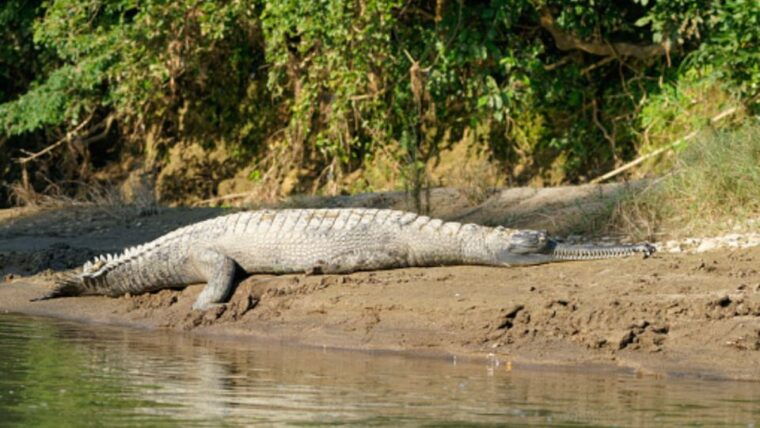 from-kathmandu-3-day-chitwan-national-park-elephants-tour