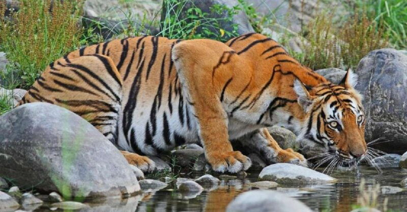 from-kathmandu-3-day-chitwan-national-park-tour