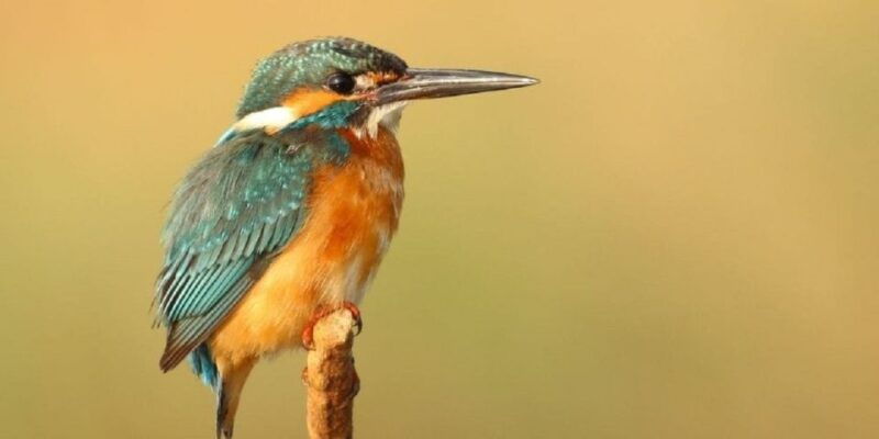 from-kathmandu-3-day-chitwan-national-park-tour