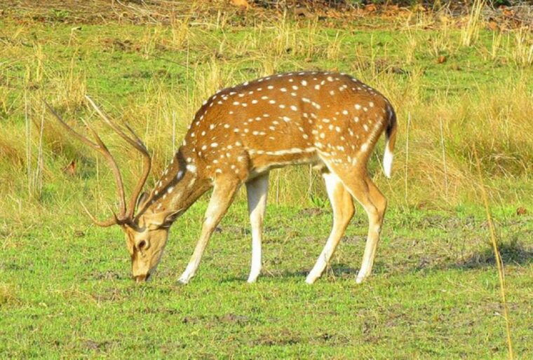 from-kathmandu-3-day-chitwan-national-park-tour