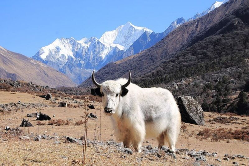 from-kathmandu-6-day-langtang-valley-guided-trek