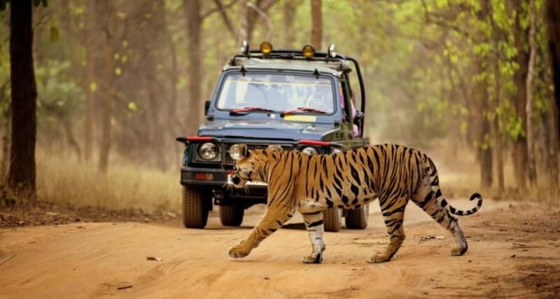 From Kathmandu: 7-Day Chitwan Safari & Pokhara Himalaya Tour - Half-Day Sightseeing in Pokhara  