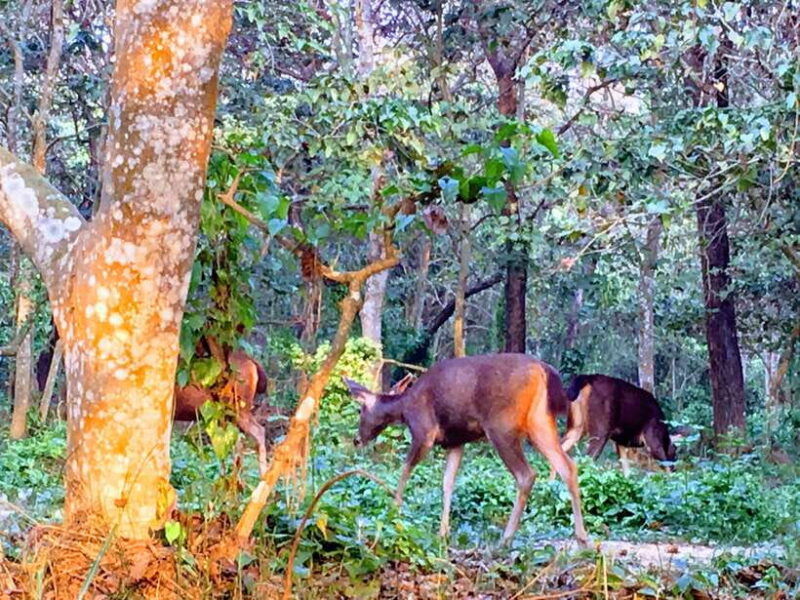 from-kathmandu-or-pokhara-4-day-chitwan-national-park-tour-2