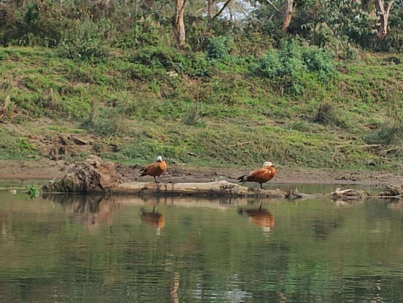 from-kathmandu-or-pokhara-4-day-chitwan-national-park-tour-3