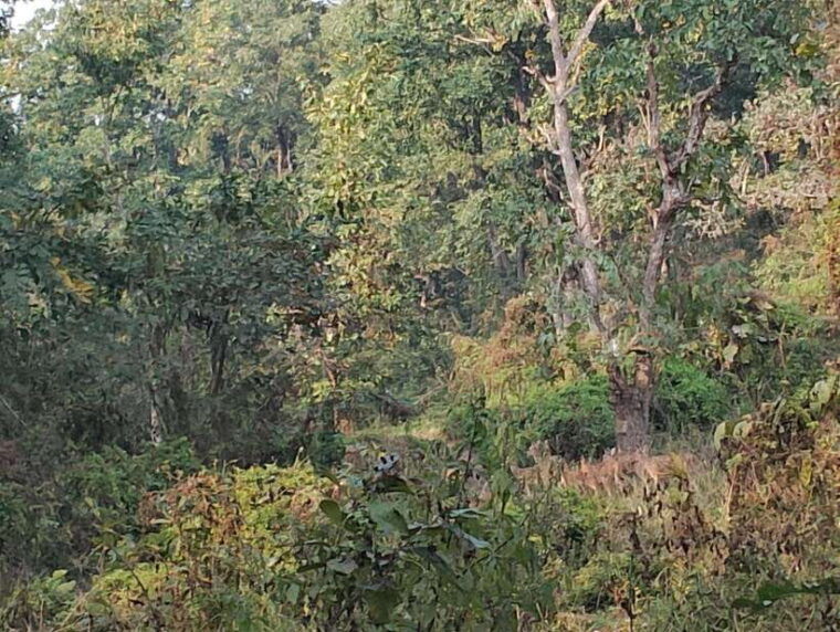 from-kathmandu-or-pokhara-4-day-chitwan-national-park-tour-3