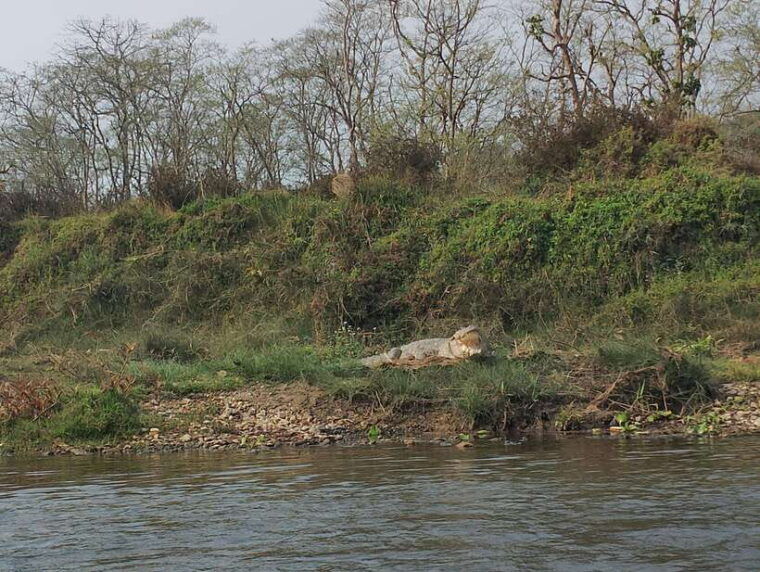 from-kathmandu-or-pokhara-5-day-chitwan-national-park-tour