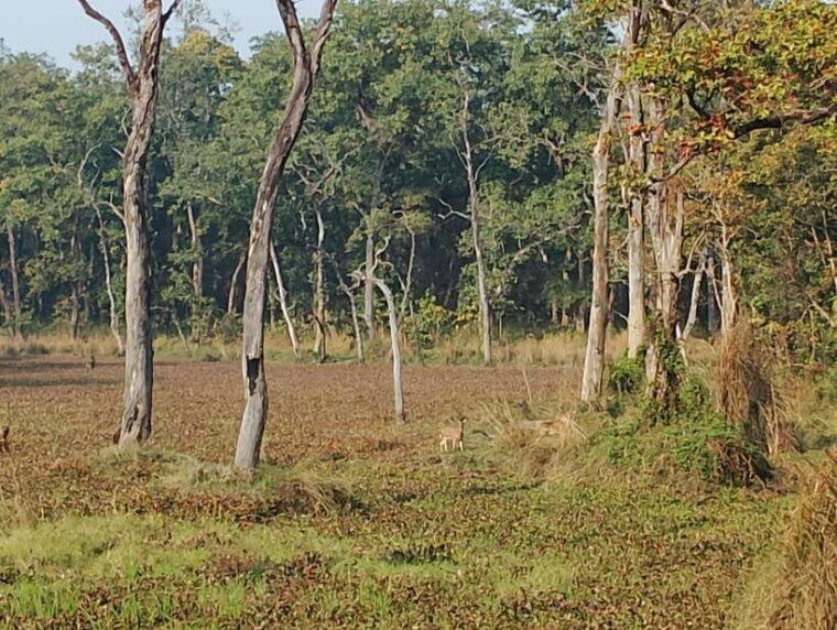 from-kathmandu-or-pokhara-5-day-chitwan-national-park-tour