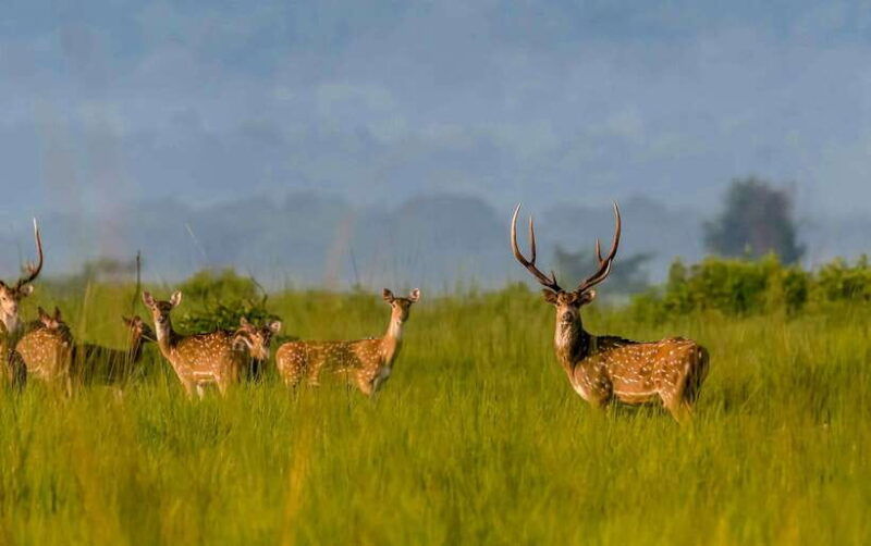 from-kathmandu-pokhara-3-days-chitwan-national-park-tours