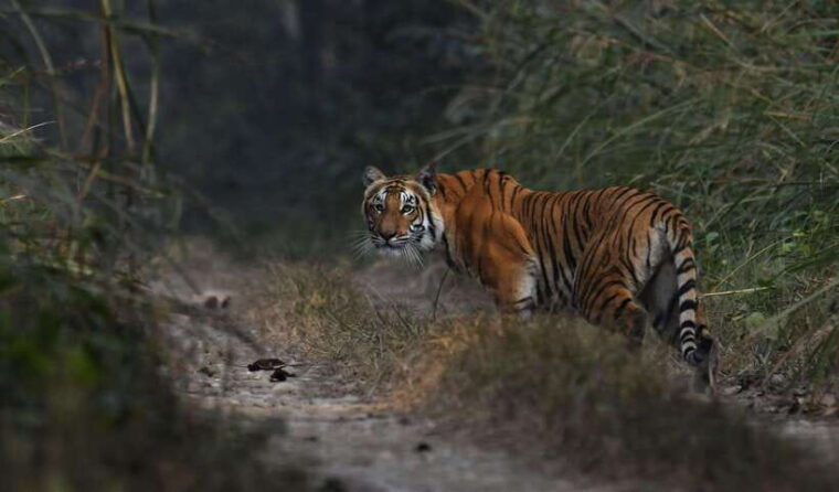 from-kathmandu-pokhara-3-days-chitwan-national-park-tours