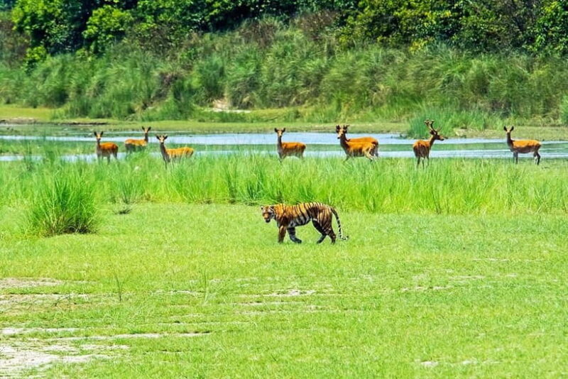 From Kathmandu/Pokhara: Bardiya National Park 4-Day Tour - An Honest Breakdown of the 4-Day Bardiya Safari