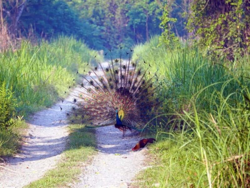 From Kathmandu/Pokhara: Private 3-Day Chitwan Safari Tour - The Sum Up