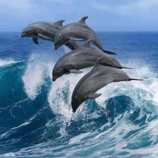 FROM KENDWA; Mnemba snorkelling and Dolphin tour - What to Expect from the Tour