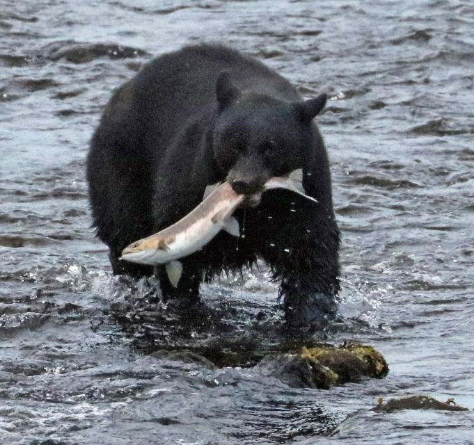 from-ketchikan-potlatch-totem-park-and-herring-cove-tour