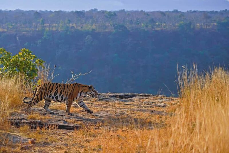 From Khajuraho: Panna National Park Official Tiger Safari - An Authentic, Balanced Look at Panna National Park Safari