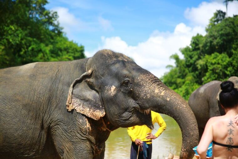 from-khao-lak-day-trip-to-khao-sok-with-elephant-camp-visit