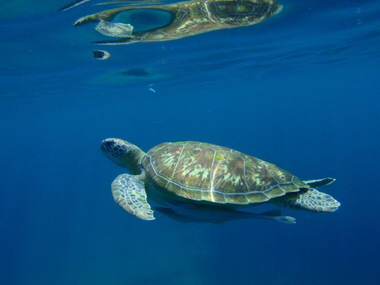 from-khao-lak-full-day-snorkeling-in-the-similan-islands