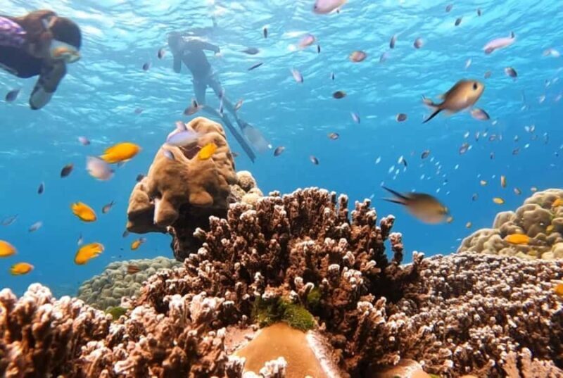 From Khao Lak & Phuket: Similan Islands Snorkeling Day Trip - Final Thoughts