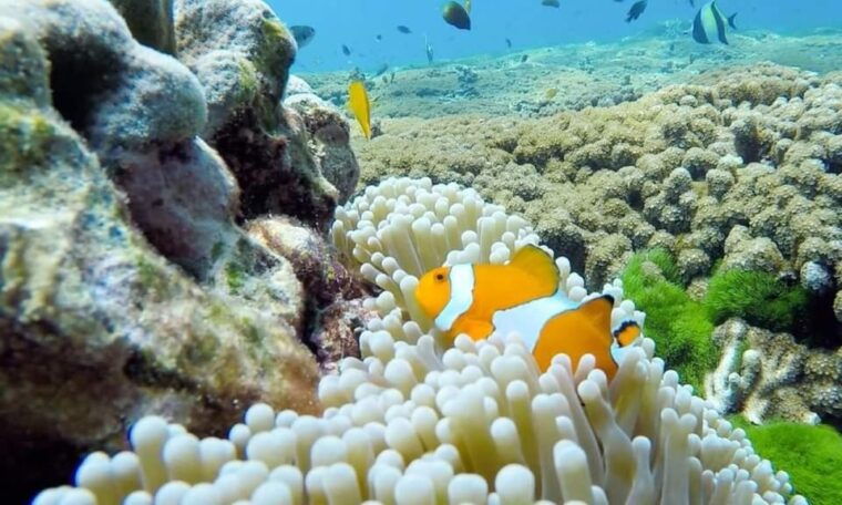 from-khao-lak-phuket-similan-islands-snorkeling-day-trip