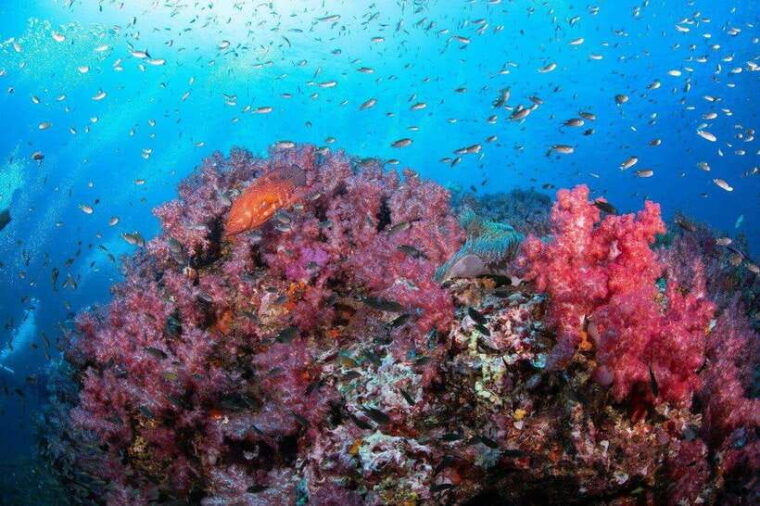 from-khao-lak-phuket-trip-to-similan-islands-by-speedboat