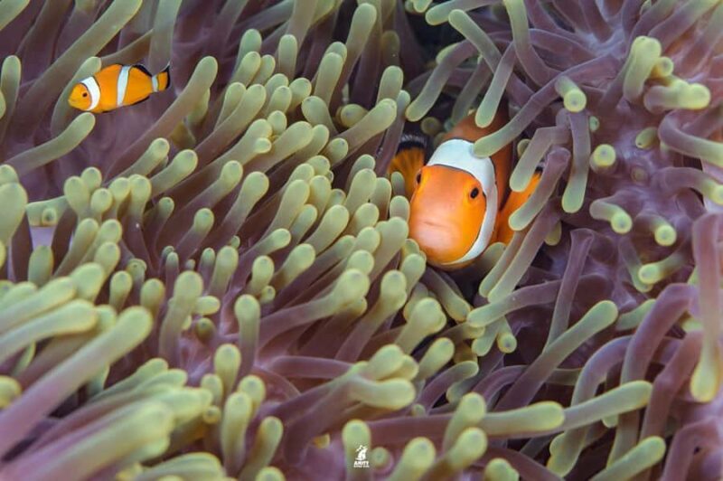 From Khao Lak: Similan Islands Diving Trip - Is This Tour Worth It?