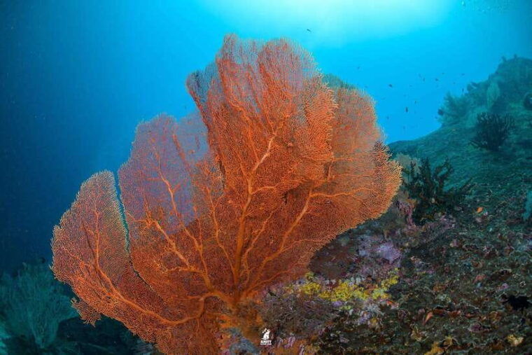 from-khao-lak-similan-islands-diving-trip