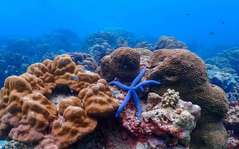 From Khao Lak: Surin Islands Snorkeling Tour w/ Meals - Introduction