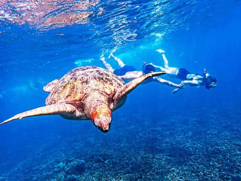 From Khao Lak: Surin Islands Snorkeling Tour w/ Meals - Authentic Insights from Reviews