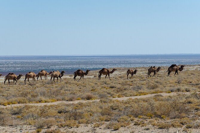 From Khiva to Aral Sea: Overnight Yurt Adventure (2 Days) - FAQs