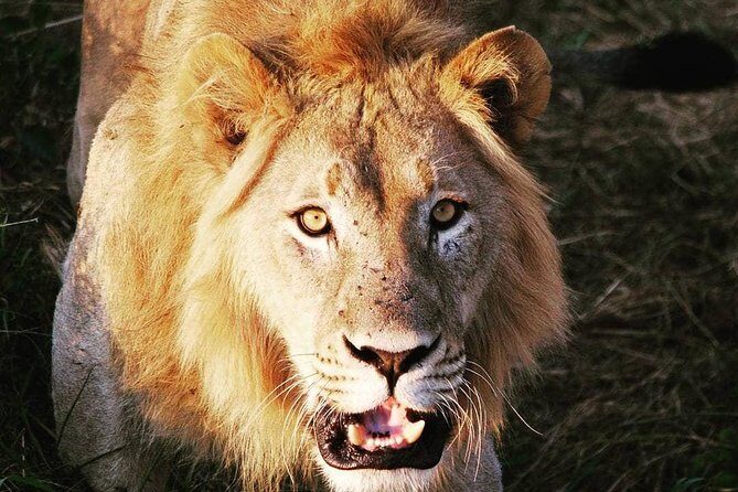 From Kigali: 12 Hour Custom Day trip for game Drive in Akagera NP - Key Points