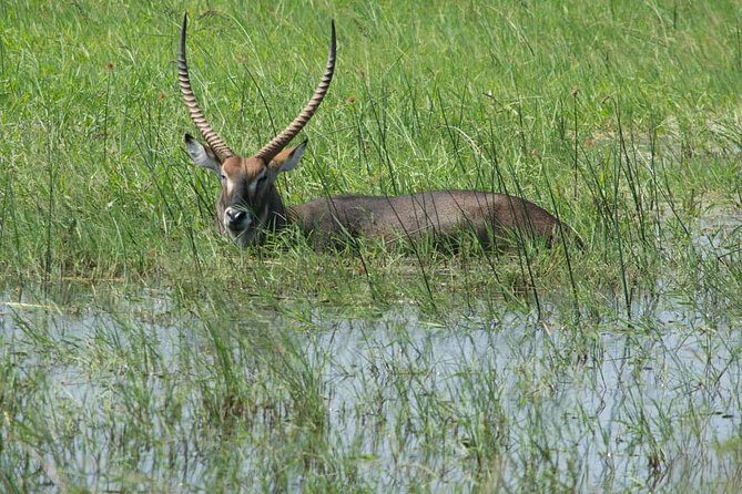 From Kigali: 12 Hour Custom Day trip for game Drive in Akagera NP - An Honest Look at the Akagera Day Trip Experience