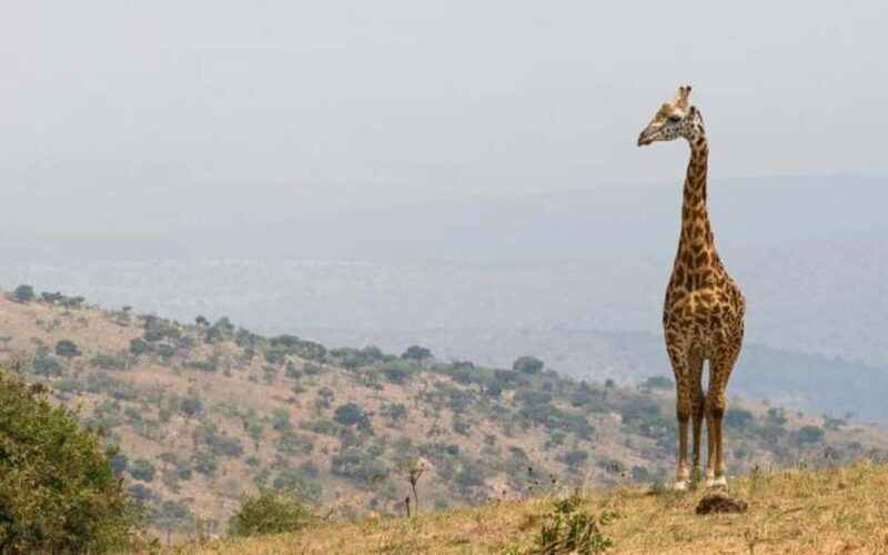 From Kigali: 2-Day Akagera National Park Safari - Final Thoughts