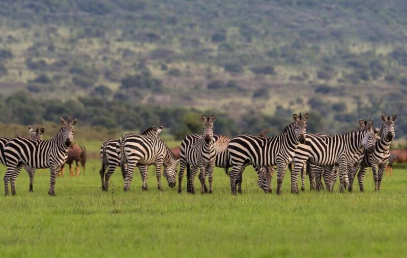From Kigali: 2-Day Akagera National Park Safari with Boat - Key Points  
