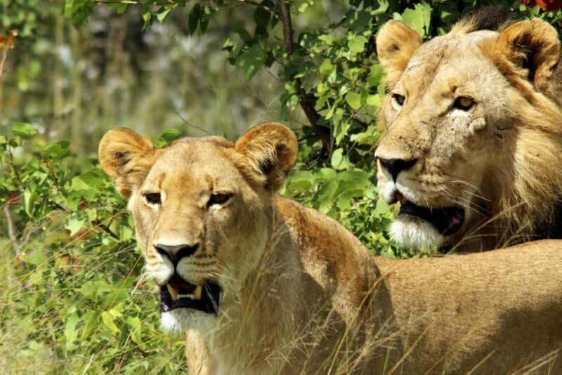 From Kigali: 2-Day Akagera National Park Safari with Boat - The Sum Up  