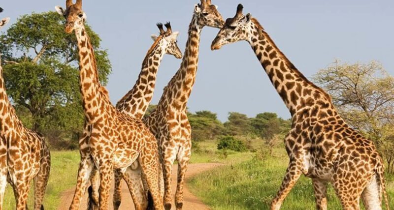 From Kigali: 2-Day Akagera National Park Safari with Boat - FAQ  