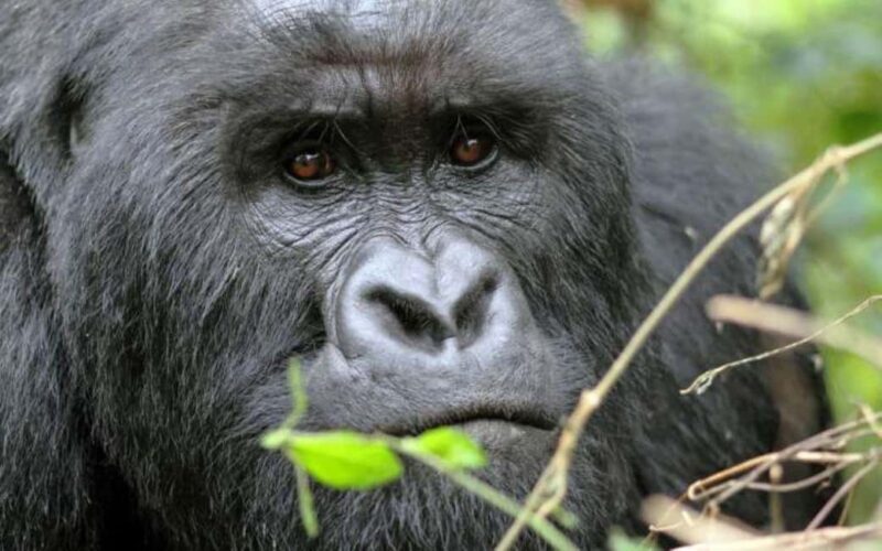 From Kigali: 2-Day Gorilla and Golden Monkey Trekking Tour - From Kigali: 2-Day Gorilla and Golden Monkey Trekking Tour