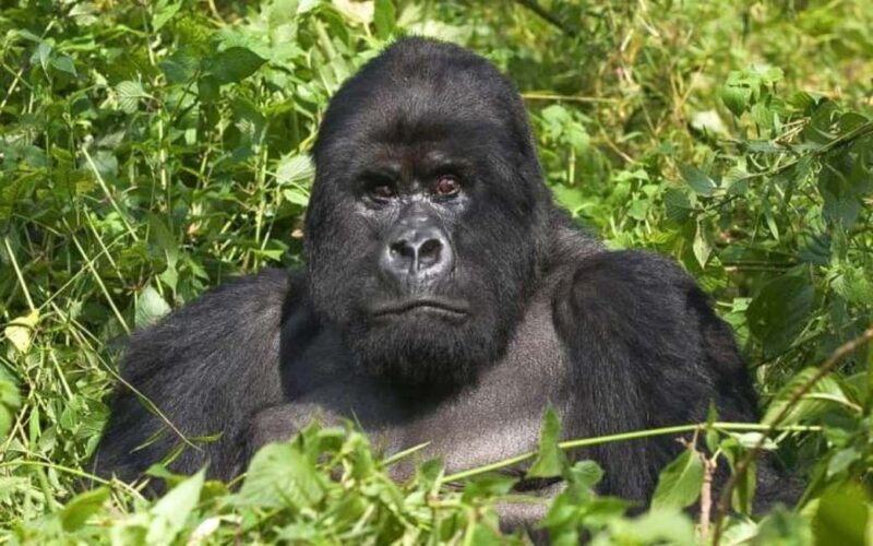 From Kigali: 2-Day Gorilla and Golden Monkey Trekking Tour - Who Is This Tour Best For?