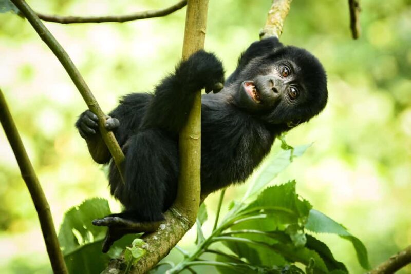 From Kigali: 2-Day Gorilla Trek in Bwindi - Final Thoughts  