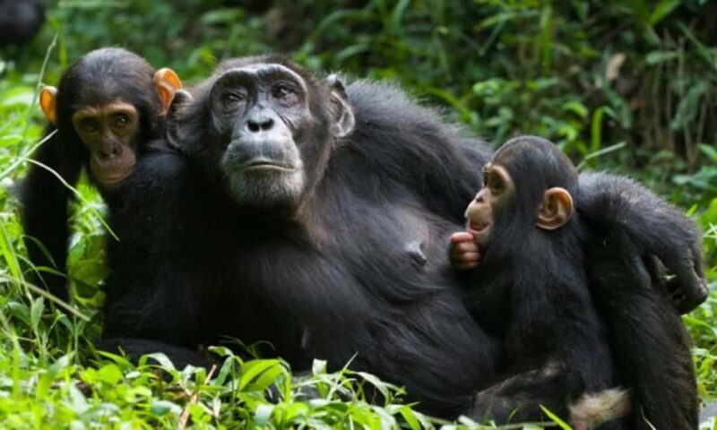 From Kigali: 2-Day Nyungwe National Park with Chimps Tour - Who Will Love This Tour?