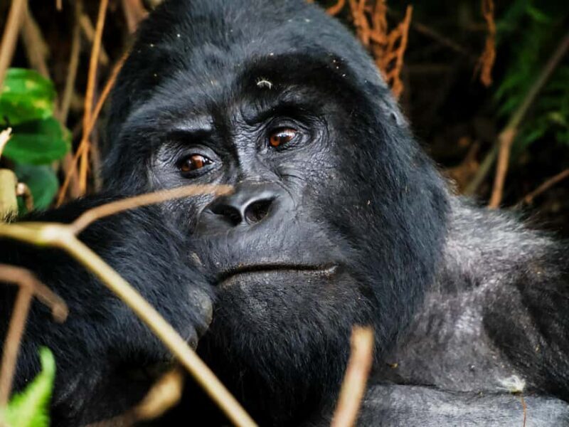 From Kigali: 2-Day Uganda Gorilla Trekking Budget Safari - Key Points