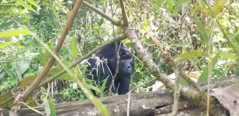 From Kigali: 2-Day Uganda Gorilla Trekking Budget Safari - Why This Tour Is Worth Considering