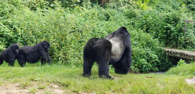 From Kigali: 2-Day Uganda Gorilla Trekking Budget Safari - Who Should Book This Tour?