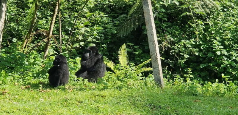 From Kigali: 2-Day Uganda Gorilla Trekking Budget Safari - Frequently Asked Questions