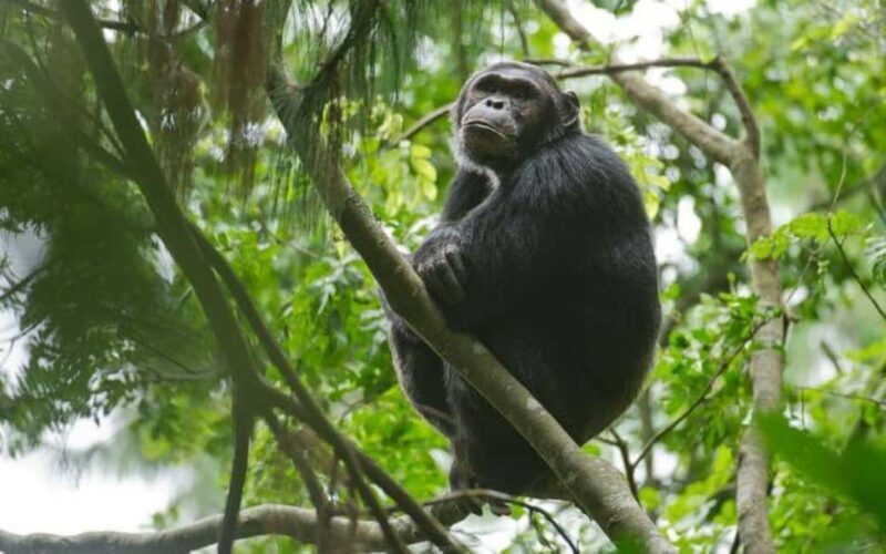 From Kigali: 3-Day Nyungwe National Park Tour with Transfers - Key Points